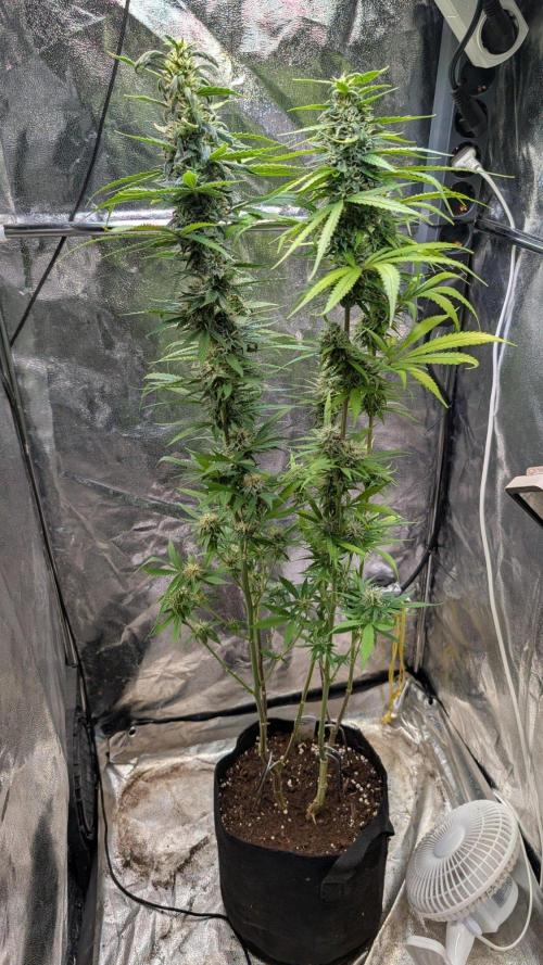 Strawberry Cola Sherbet F1 Sweet Seeds. Week 17 - Day 113