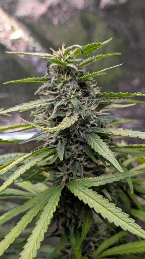 Strawberry Cola Sherbet F1 Sweet Seeds. Week 17 - Day 113