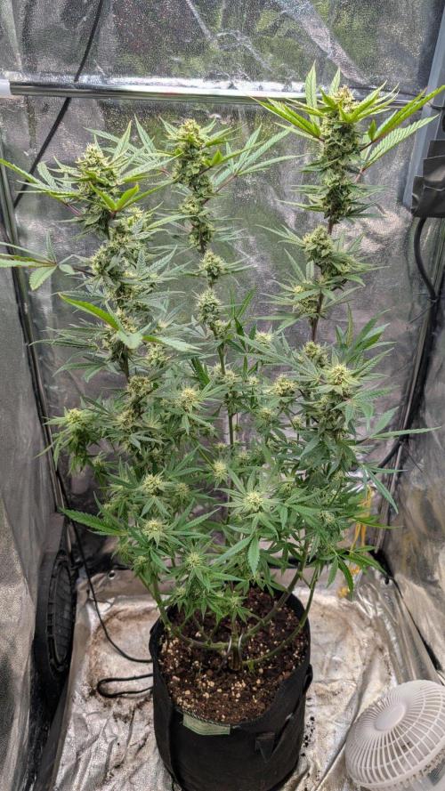 The Gassy One Super Sativa Seed Club. Week 17 - Day 113