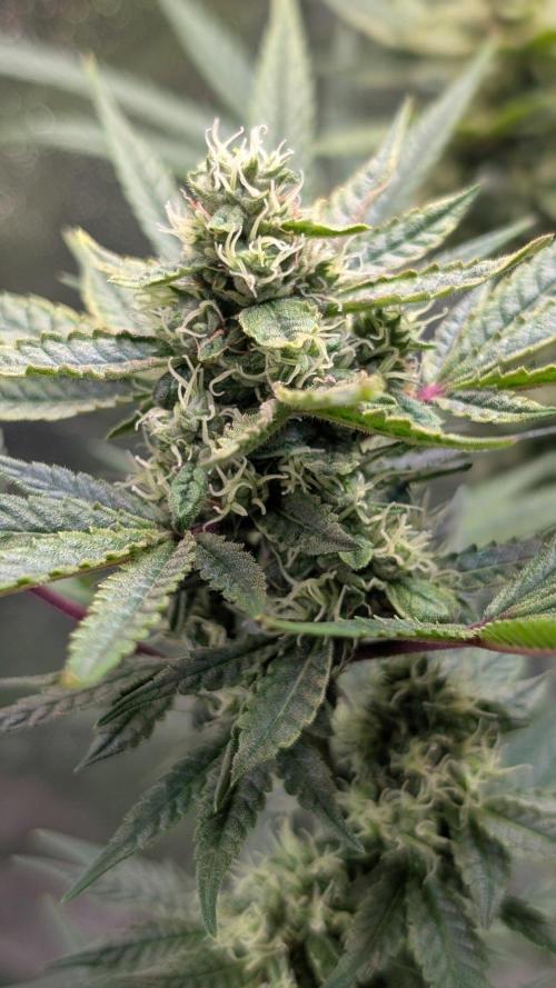 The Gassy One Super Sativa Seed Club. Week 17 - Day 113