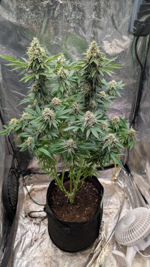 Super Boof Weed Seed Shop. Week 17 - Day 113