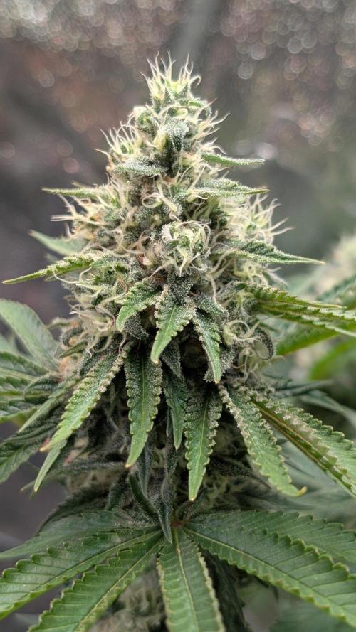 Super Boof Weed Seed Shop. Week 17 - Day 113