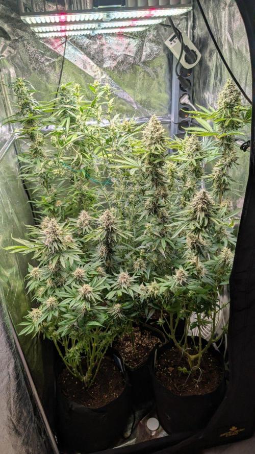 Glue Prom Walipini Seeds. Week 18 - Day 120