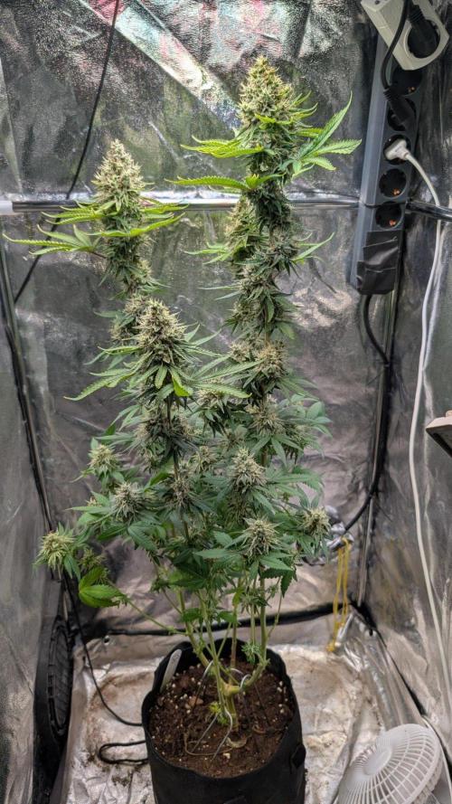 Glue Prom Walipini Seeds. Week 18 - Day 120