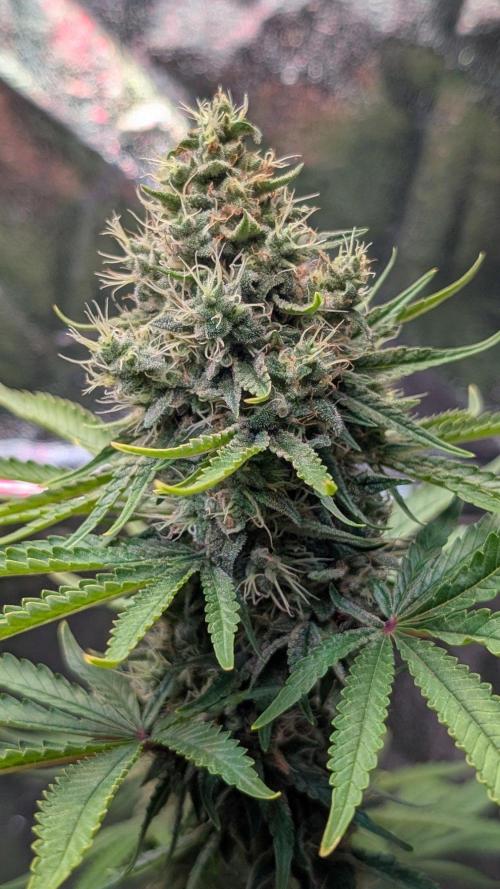 Glue Prom Walipini Seeds. Week 18 - Day 120