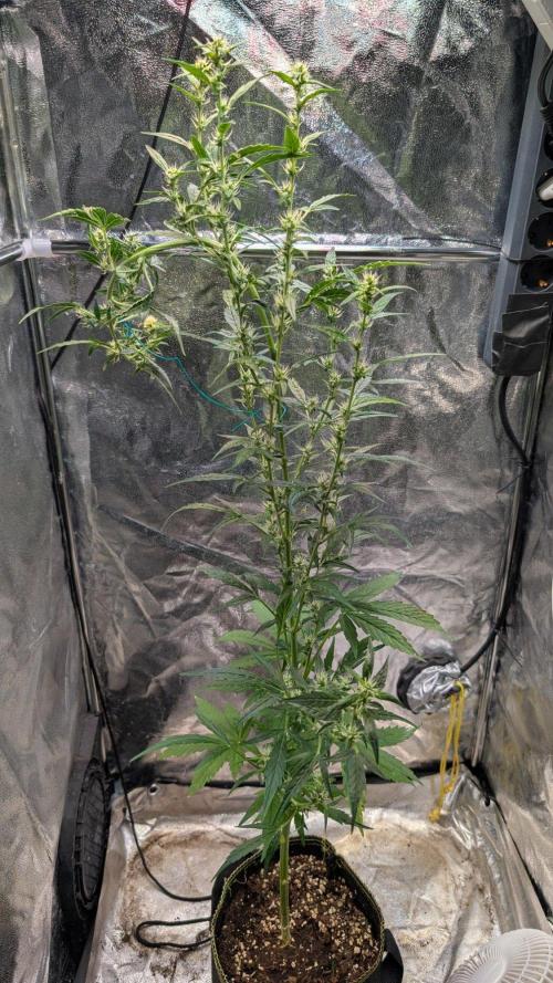 Toffee Pudding Auto Anesia Seeds. Week 9 - Day 57