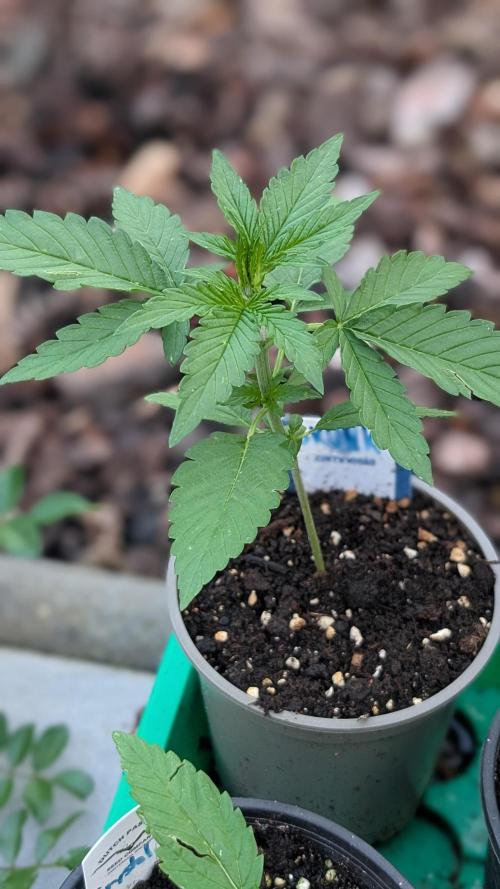 Auto Super Skunk - Sensible Seeds. Week 3 - Day 15