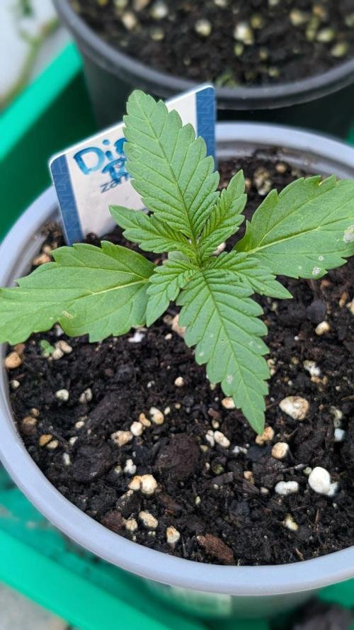 Diablo Rojo XL Auto - Sweet Seeds. Week 2 - Day 8