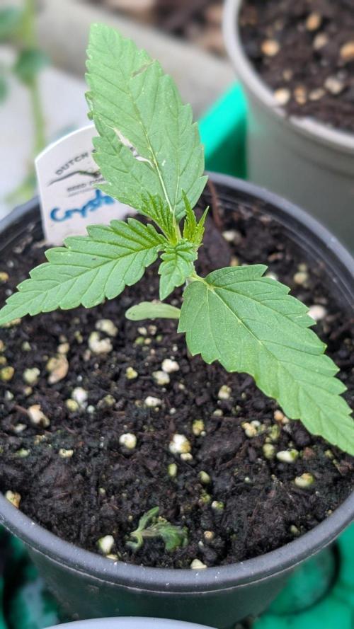 Crystal Candy XL Auto - Sweet Seeds. Week 2 - Day 8