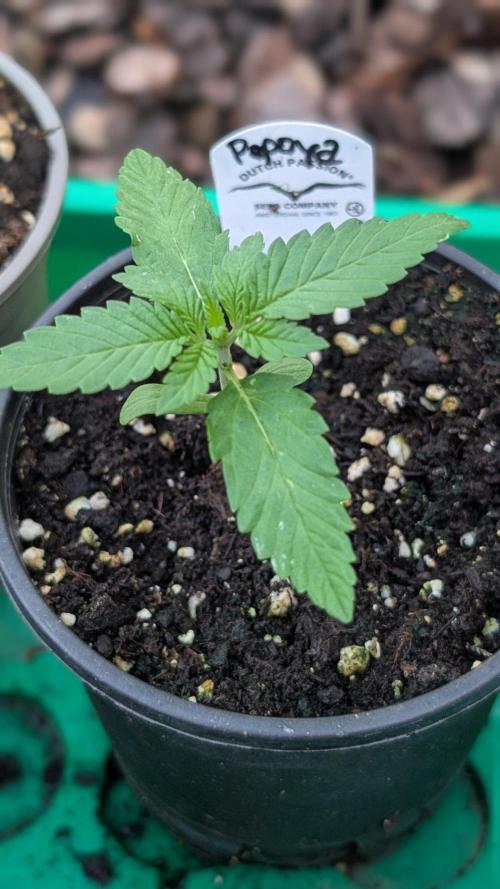Papaya Cookies Auto Fast Buds. Week 2 - Day 8