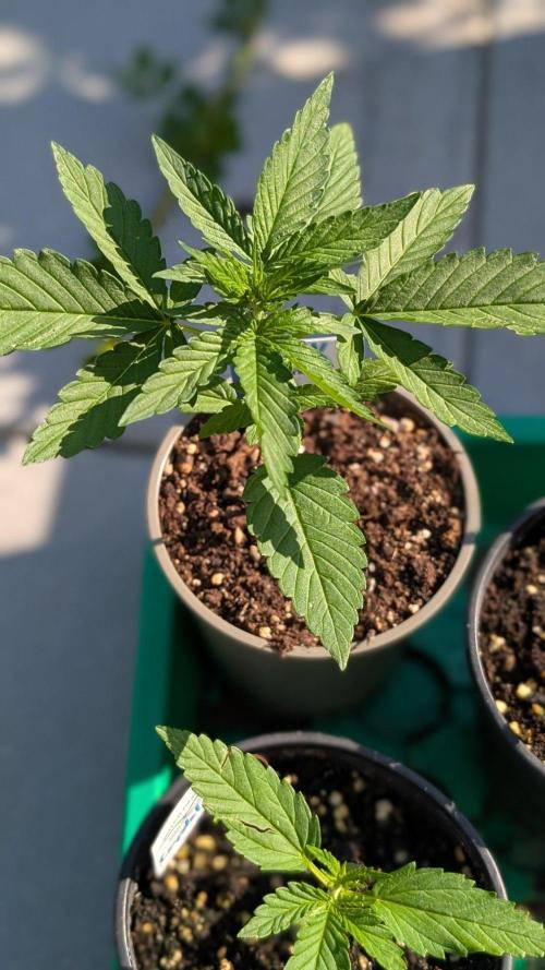Auto Super Skunk - Sensible Seeds. Week 3 - Day 16
