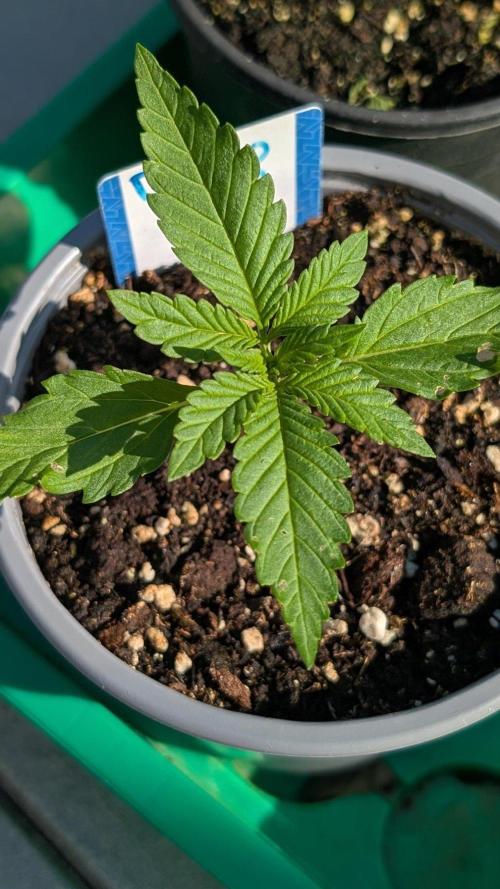 Diablo Rojo XL Auto - Sweet Seeds. Week 2 - Day 9