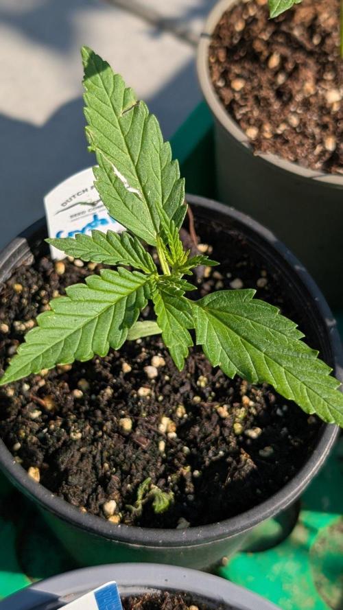 Crystal Candy XL Auto - Sweet Seeds. Week 2 - Day 9