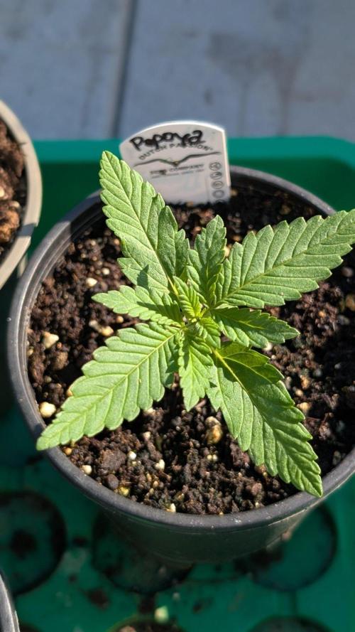 Papaya Cookies Auto Fast Buds. Week 2 - Day 9