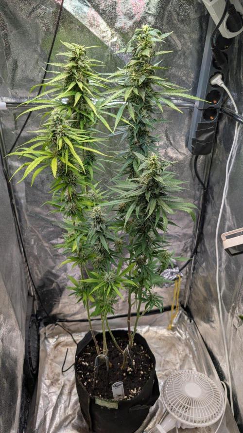 Strawberry Cola Sherbet F1 Sweet Seeds. Week 17 - Day 115