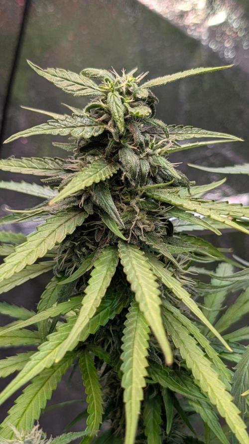 Strawberry Cola Sherbet F1 Sweet Seeds. Week 17 - Day 115