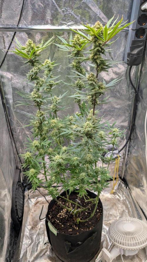 The Gassy One Super Sativa Seed Club. Week 17 - Day 115