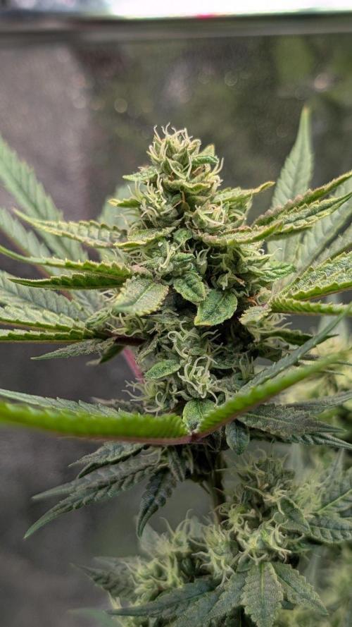 The Gassy One Super Sativa Seed Club. Week 17 - Day 125