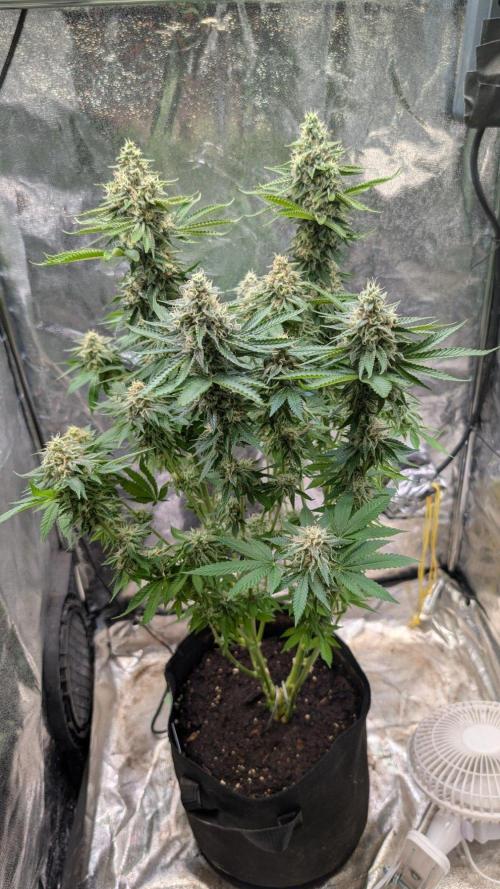 Super Boof Weed Seed Shop. Week 17 - Day 115
