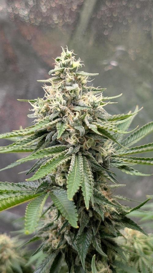 Super Boof Weed Seed Shop. Week 17 - Day 115