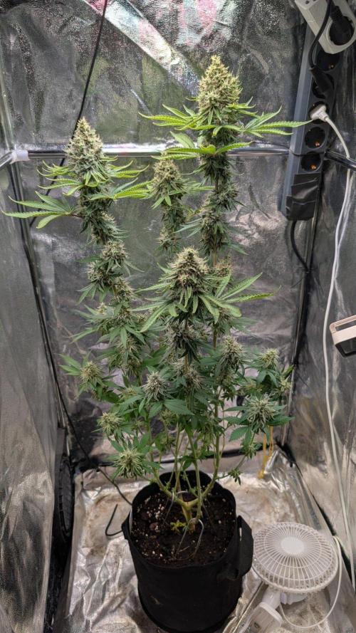 Glue Prom Walipini Seeds. Week 18 - Day 122