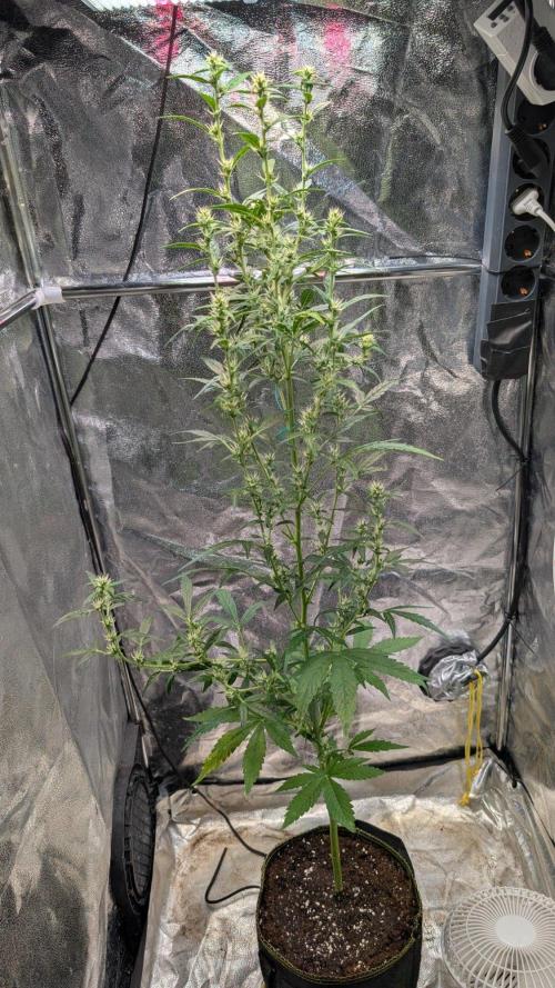 Toffee Pudding Auto. Week 9