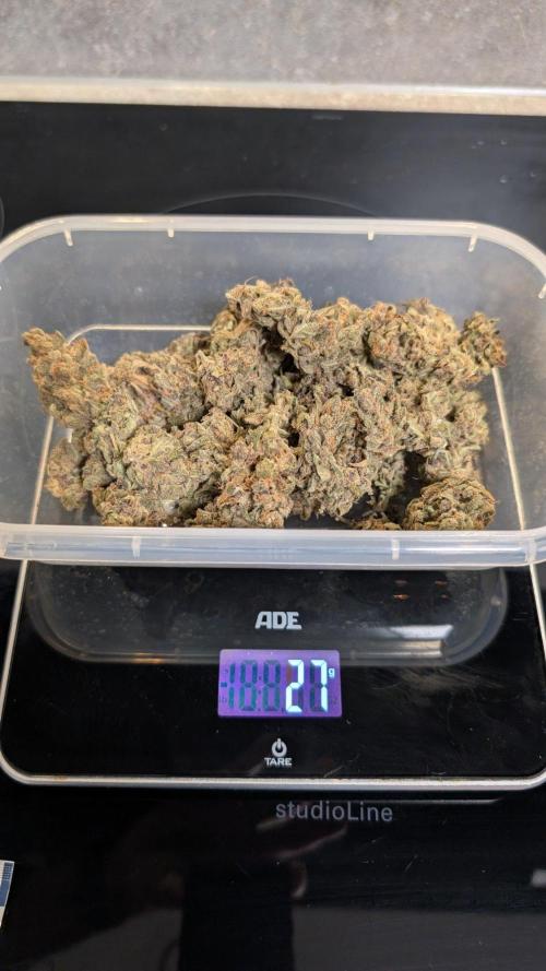 Purple Lemonade Auto Fast Buds Outdoor. Week 17