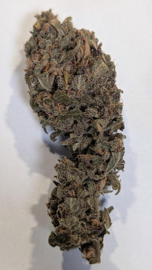 Purple Lemonade Auto Fast Buds Outdoor. Week 17