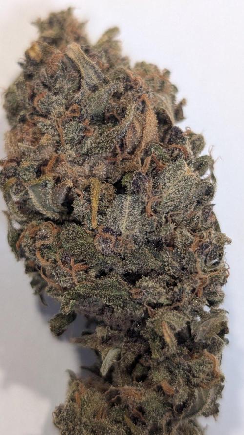 Purple Lemonade Auto Fast Buds Outdoor. Week 17