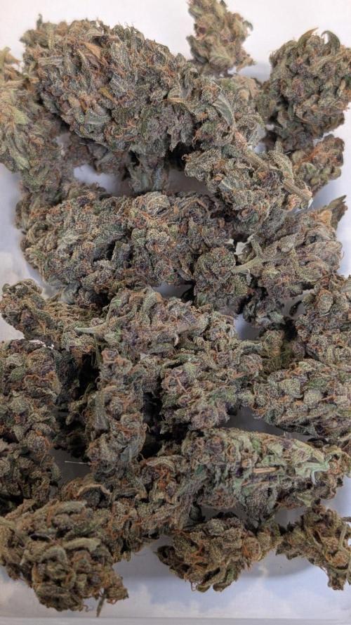 Purple Lemonade Auto Fast Buds Outdoor. Week 17