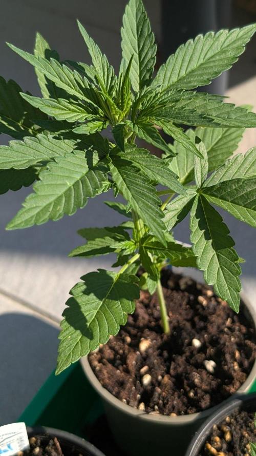 Auto Super Skunk - Sensible Seeds. Week 3 - Day 18