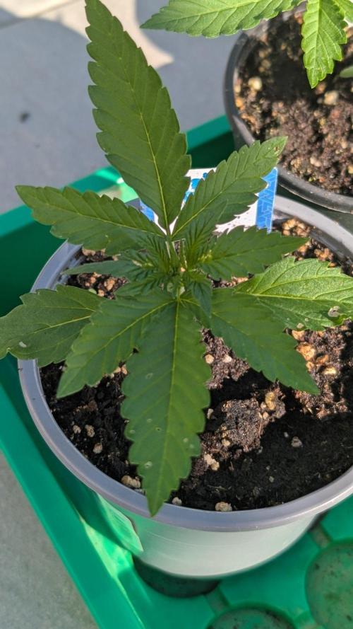 Diablo Rojo XL Auto - Sweet Seeds. Week 2 - Day 11