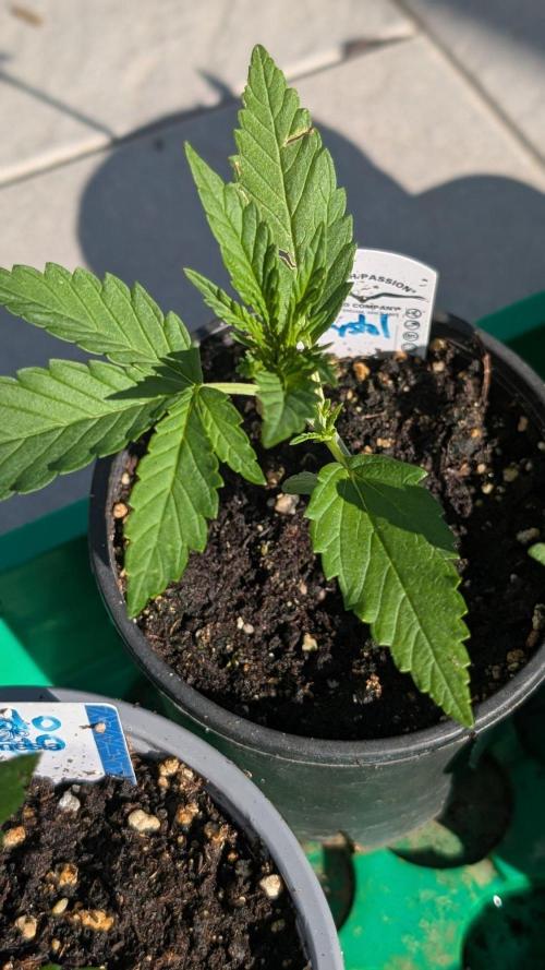 Crystal Candy XL Auto - Sweet Seeds. Week 2 - Day 11