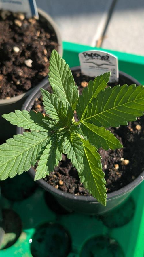 Papaya Cookies Auto Fast Buds. Week 2 - Day 11