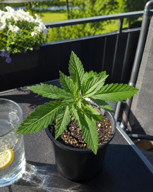 Papaya Cookies Auto Fast Buds. Week 2 - Summer Buds