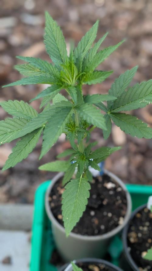 Auto Super Skunk - Sensible Seeds. Week 3 - Day 20