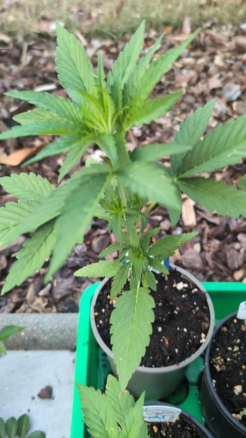 Auto Super Skunk - Sensible Seeds