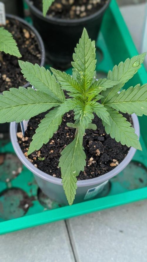 Diablo Rojo XL Auto - Sweet Seeds. Week 2 - Day 13
