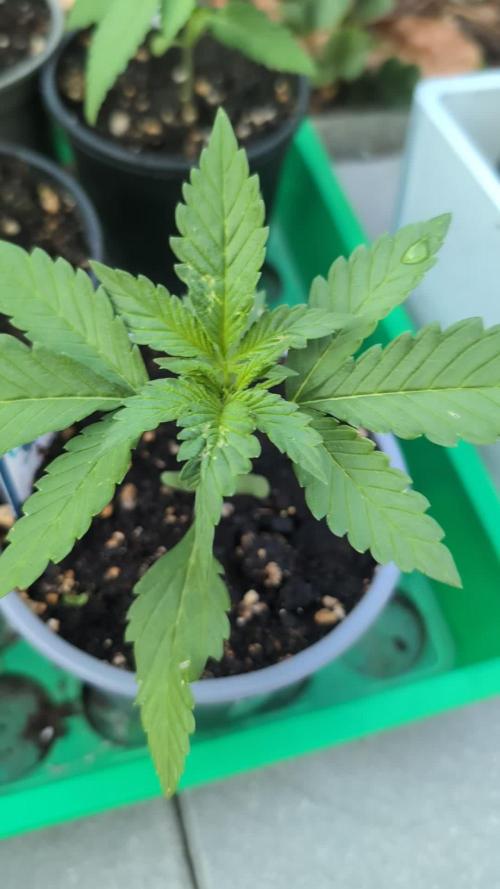 Diablo Rojo XL Auto - Sweet Seeds
