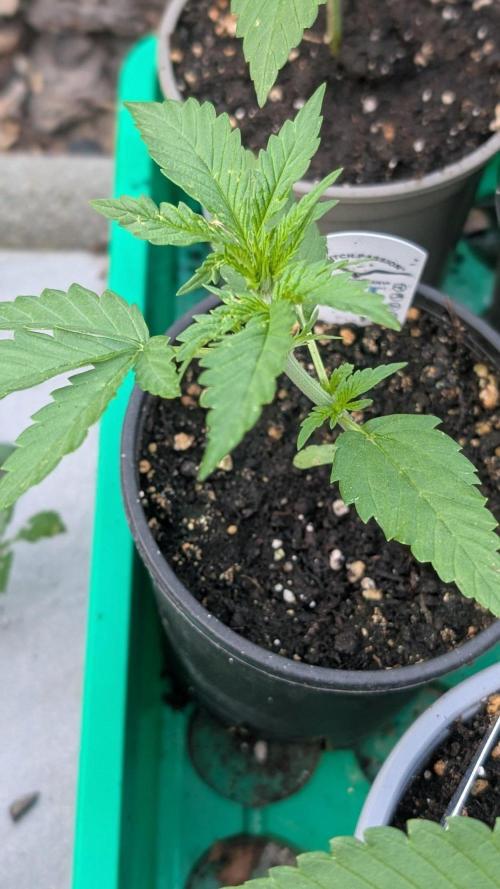 Crystal Candy XL Auto - Sweet Seeds. Week 2 - Day 13