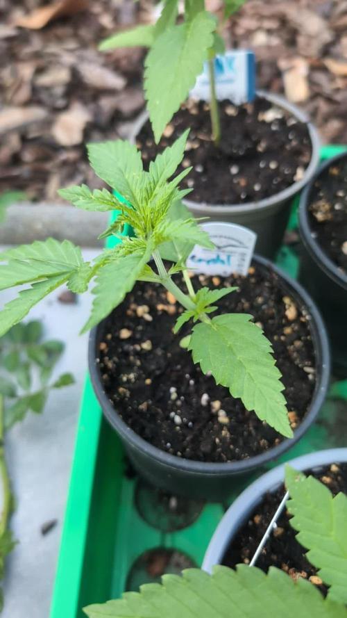 Crystal Candy XL Auto - Sweet Seeds