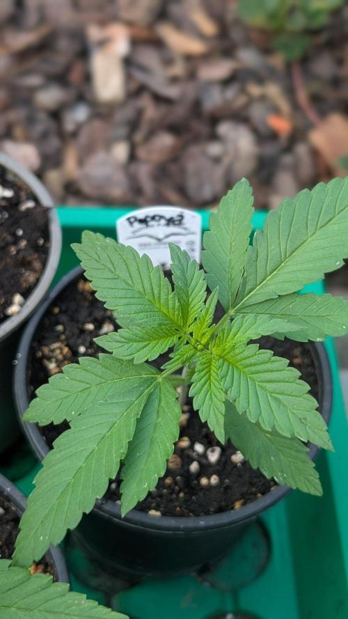 Papaya Cookies Auto Fast Buds. Week 2 - Day 13