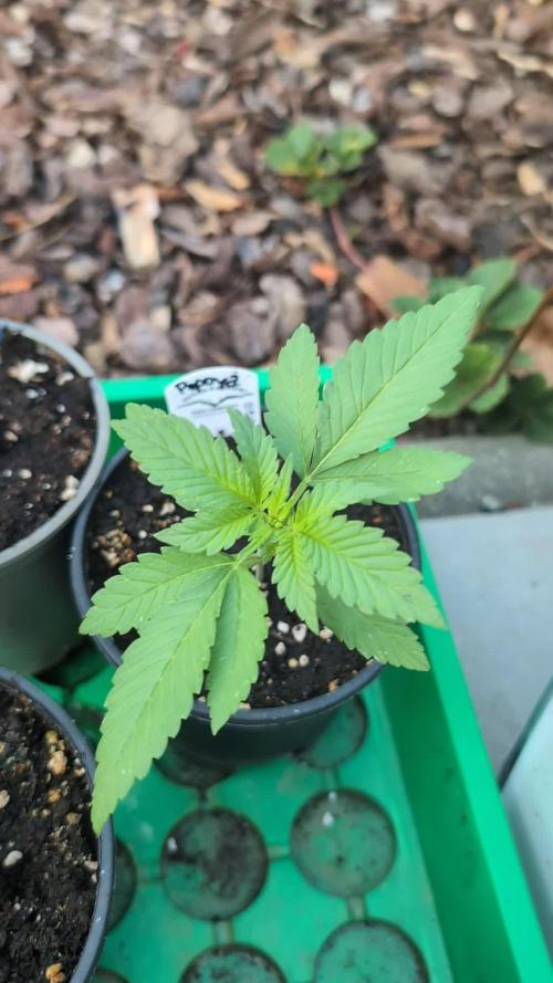 Papaya Cookies Auto Fast Buds