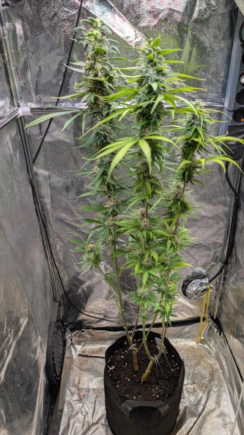 Strawberry Cola Sherbet F1 Sweet Seeds. Week 17 - Day 119