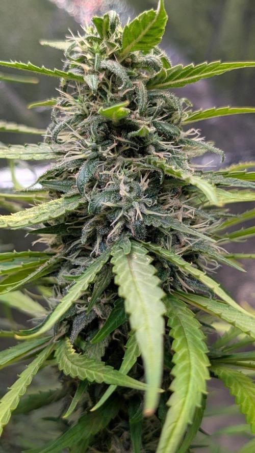 Strawberry Cola Sherbet F1 Sweet Seeds. Week 17 - Day 119