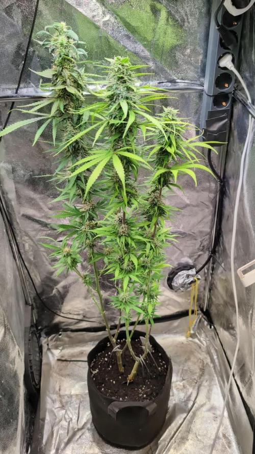 Strawberry Cola Sherbet F1 Fast Version. Week 17
