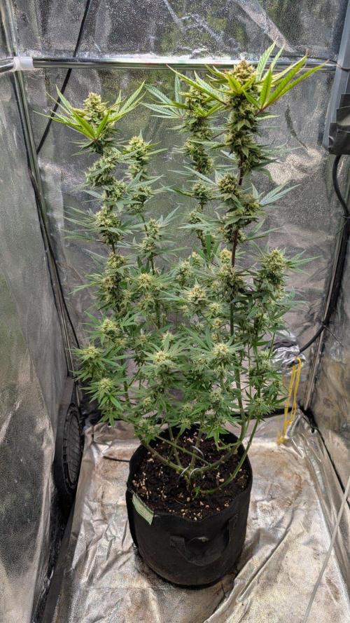 The Gassy One Super Sativa Seed Club. Week 17 - Day 119