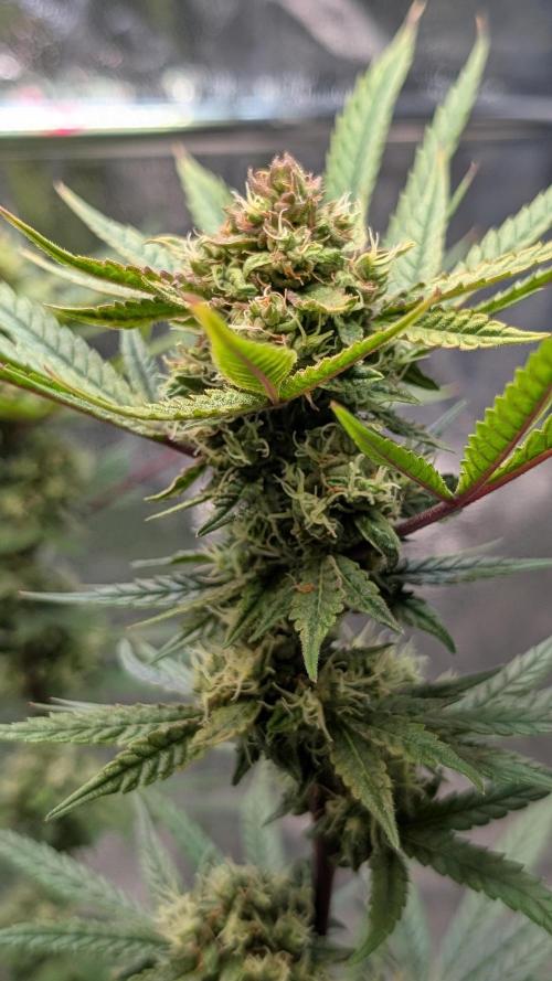 The Gassy One Super Sativa Seed Club. Week 17 - Day 119