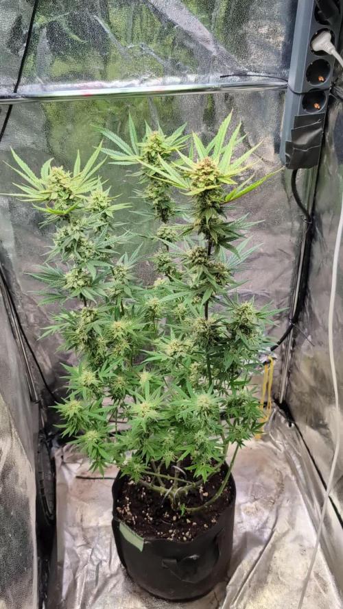 The Gassy One Super Sativa Seed Club