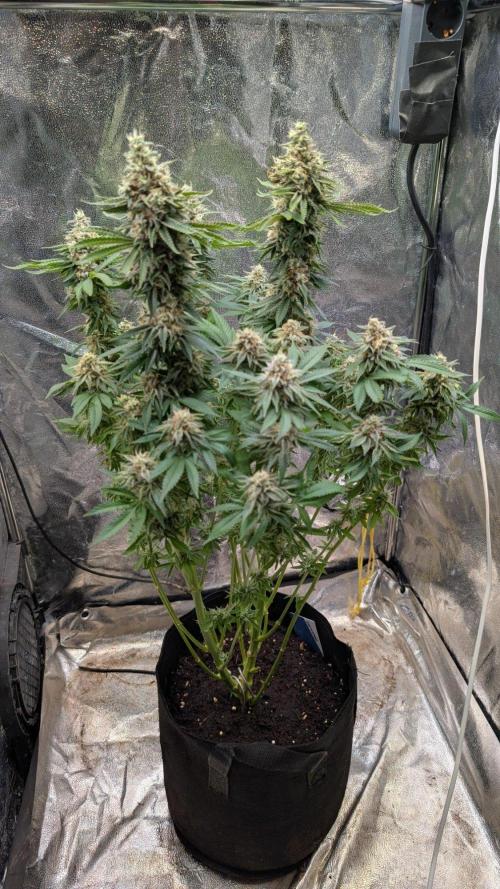 Super Boof Weed Seed Shop. Week 17 - Day 119